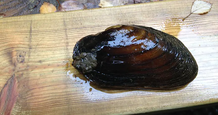 En mussla på en planka.