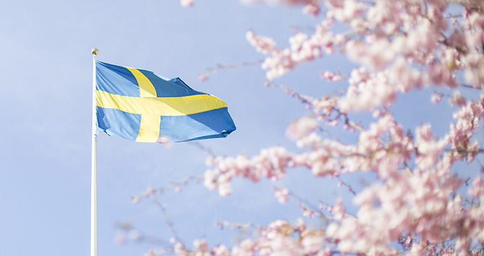 Svenska flaggan och blommande körsbärsträd