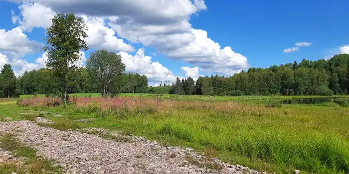 Våtmarksväxtlighet i Möränge utanför Bollnäs.