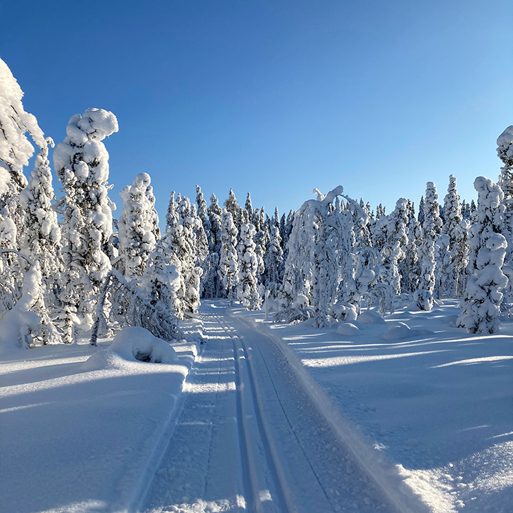Vinterlandskap med snötäckta träd
