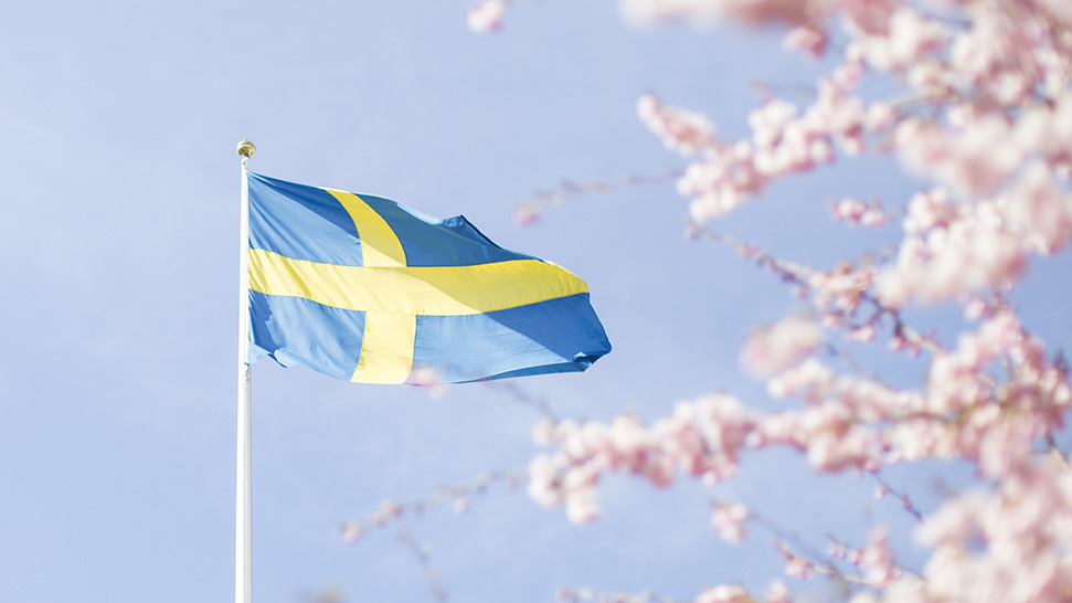 Svenska flaggan och körsbärsträd i förgrunden