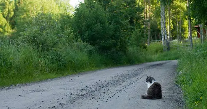 En grusväg där det sitter en katt.