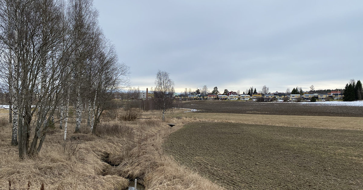 Åkern där bussgatan ska byggas, vy från Björktjära