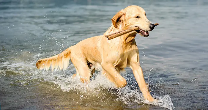En blöt hund som springer i vatten med en pinne i munnen.