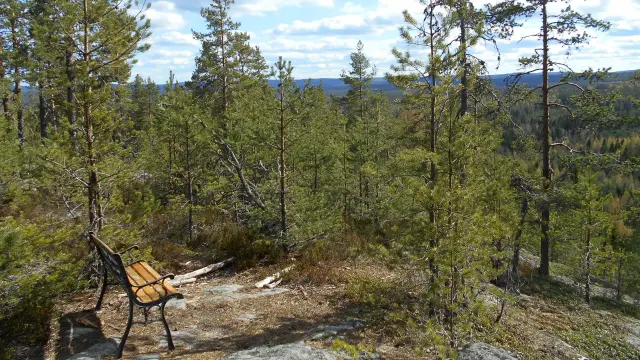 En tom bänk uppe på en höjd i skogen