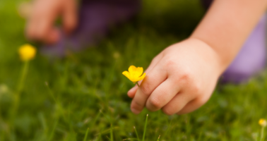 En barnhand som plockar en blomma från gräsmattan.