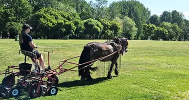 Häst med kusk med anordning som klipper gräs