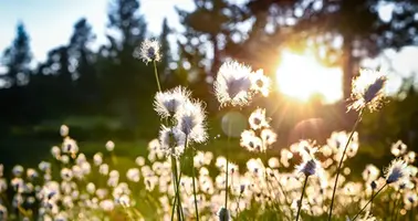 Sol på mosse.